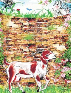 Patchai