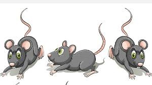 நாட்டு-எலி