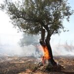 ஆலிவ்-விதைகளைச்-சுமந்த-அகதி